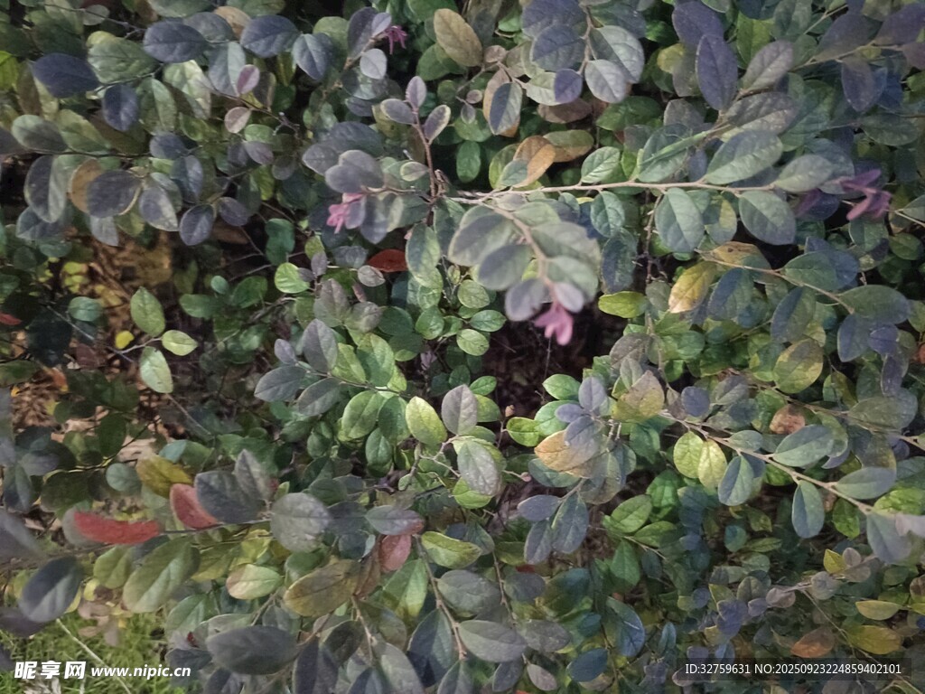 繁茂植物中的果实景象