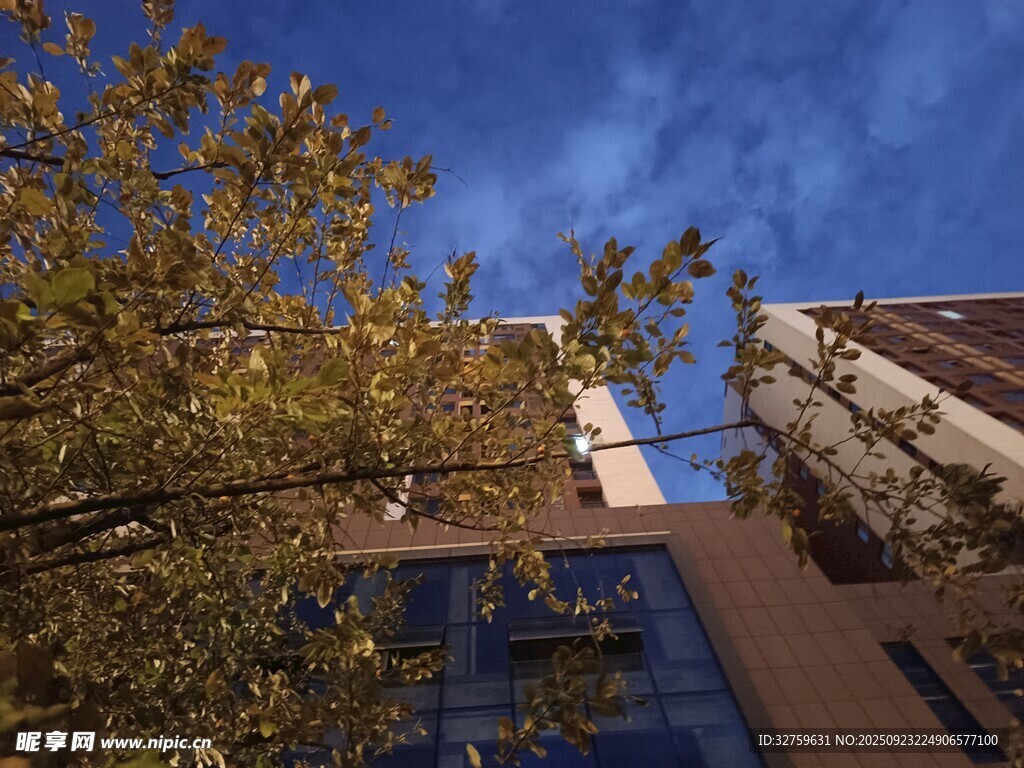 秋日楼前树梢与蓝天