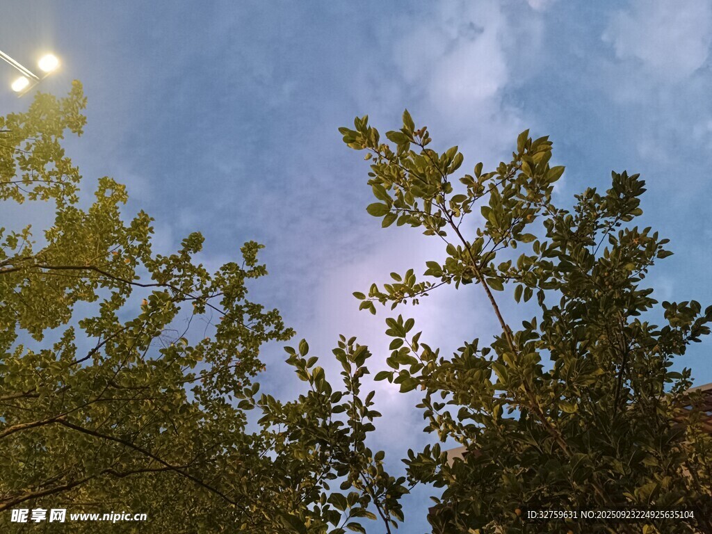 透过树叶看蓝天阳光