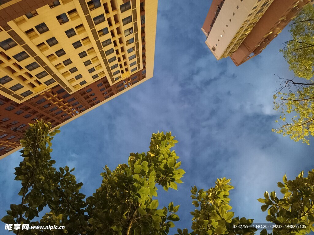 仰视楼宇间的绿树蓝天