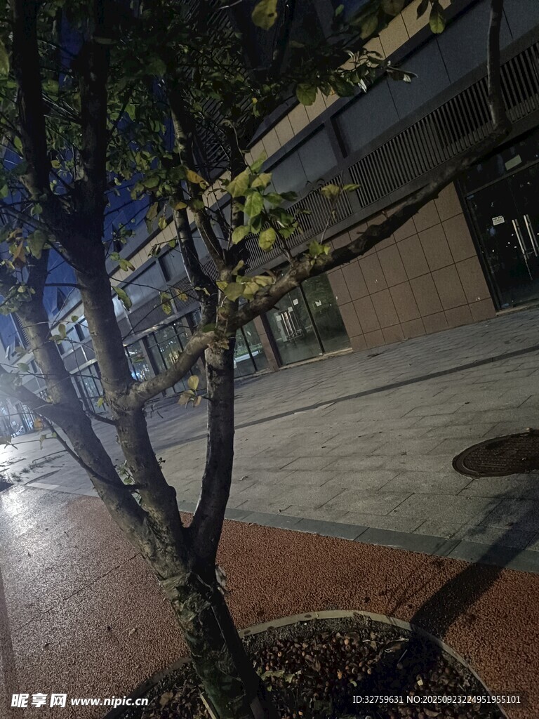 夜晚街边的树木景观