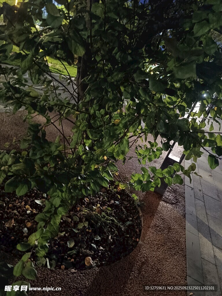 路边绿植景观