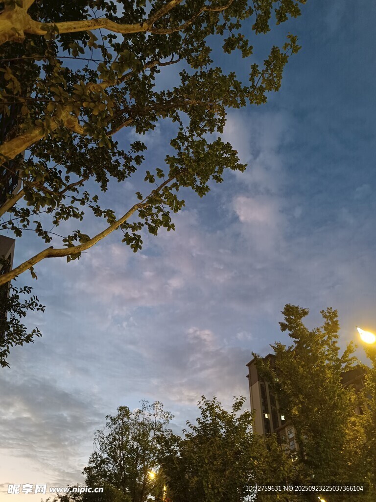 黄昏时树梢间的天空美景