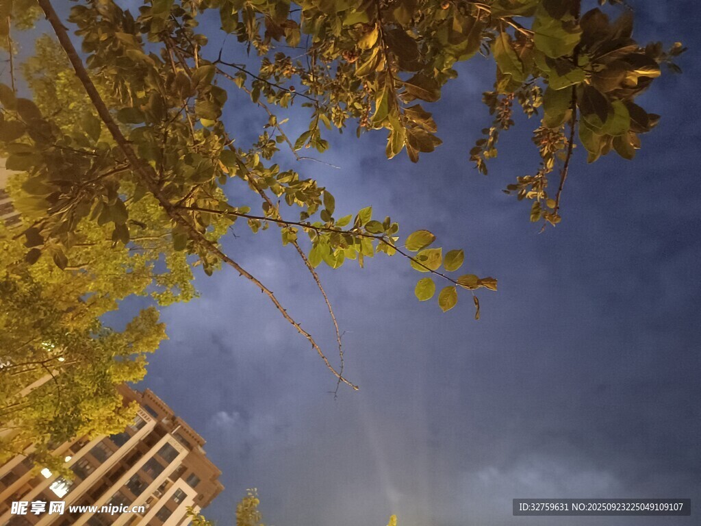 仰望树梢间的天空