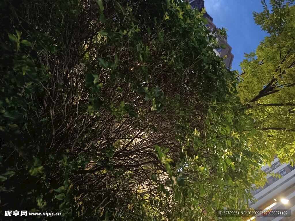 繁茂绿植映衬蓝天