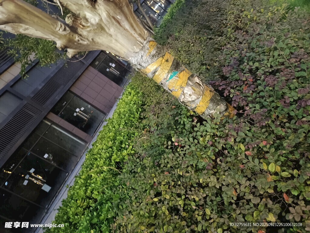 路边绿植中的黄色消防栓