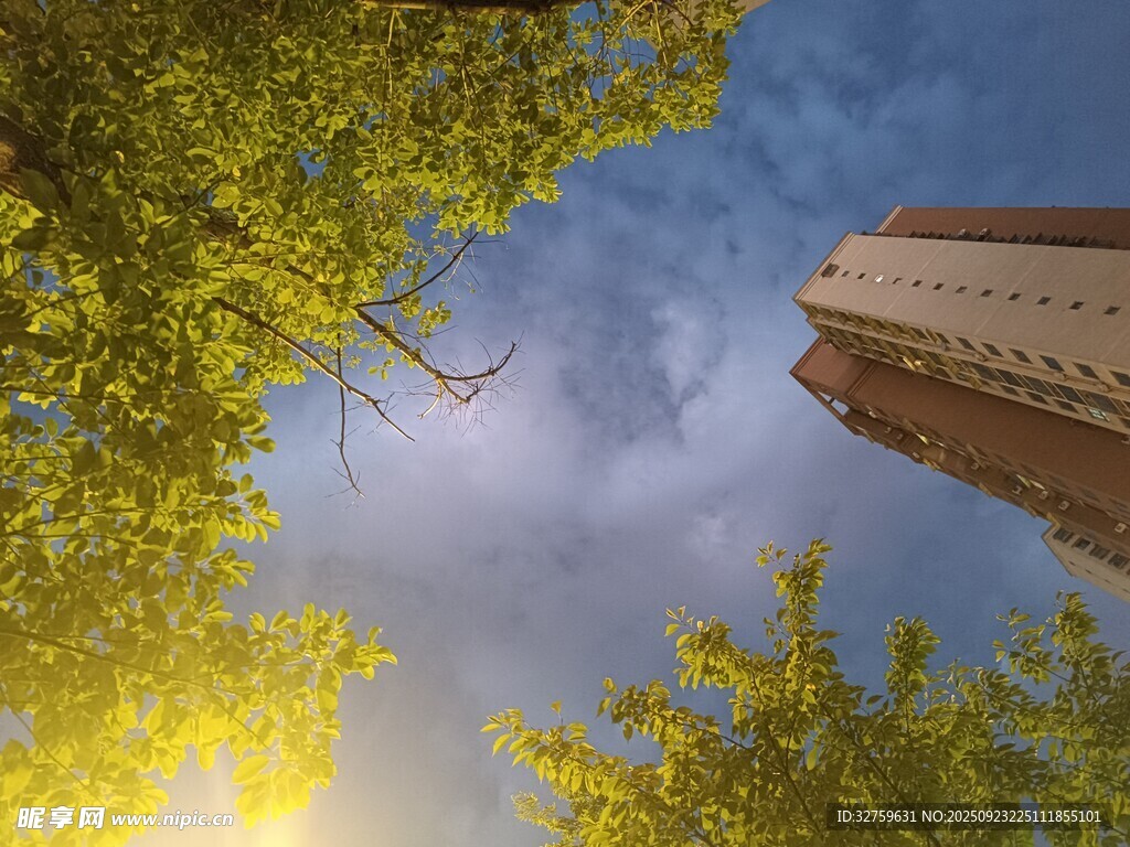 仰视绿树与高楼景致