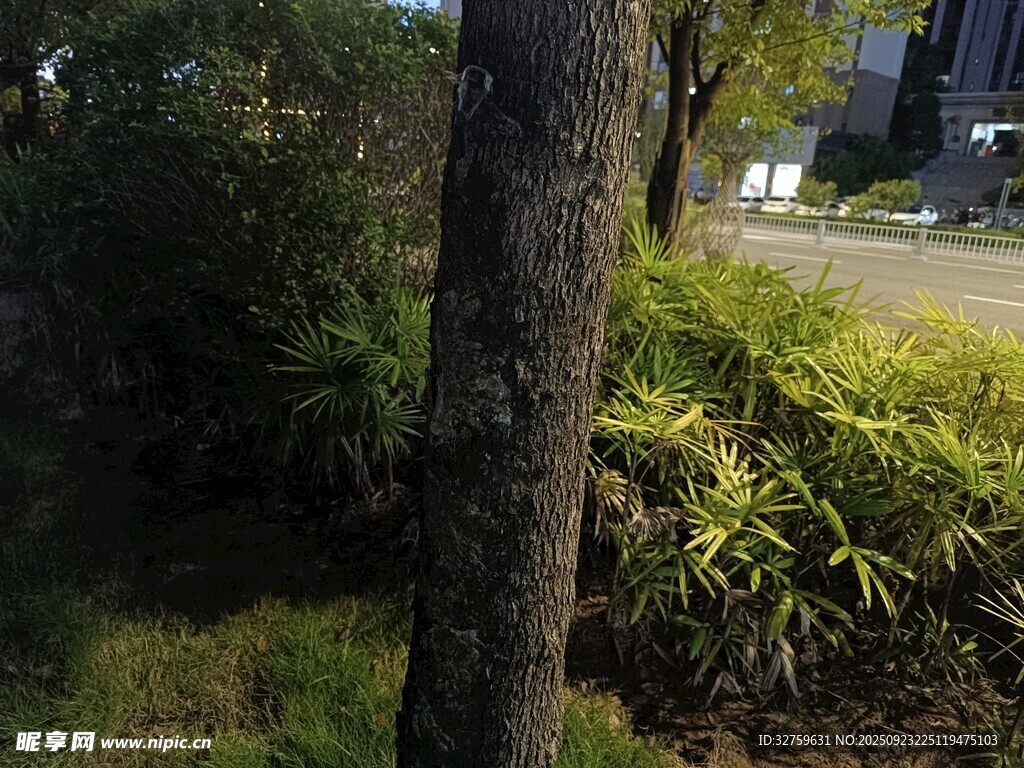 路边树木与繁茂绿植景观