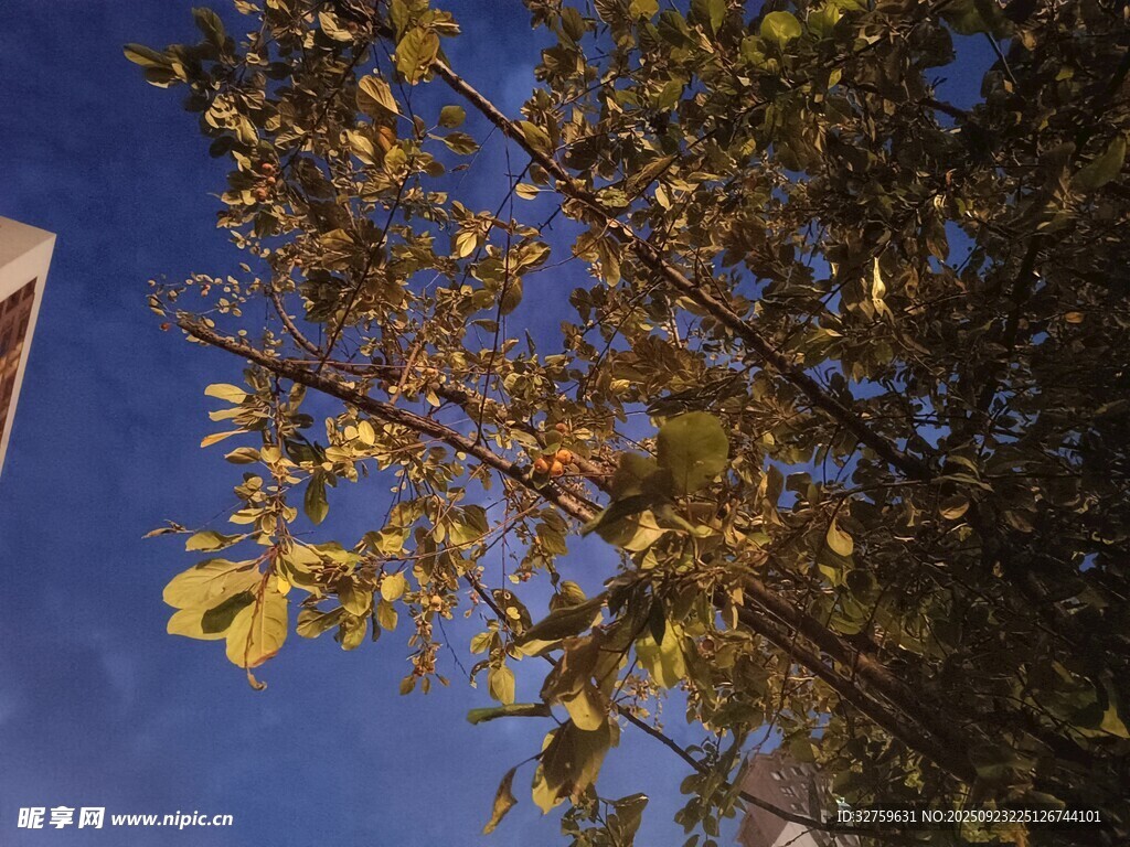 秋日树梢与蓝天景致