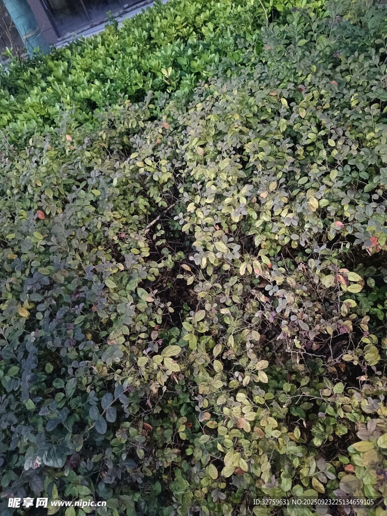 地面绿植景观