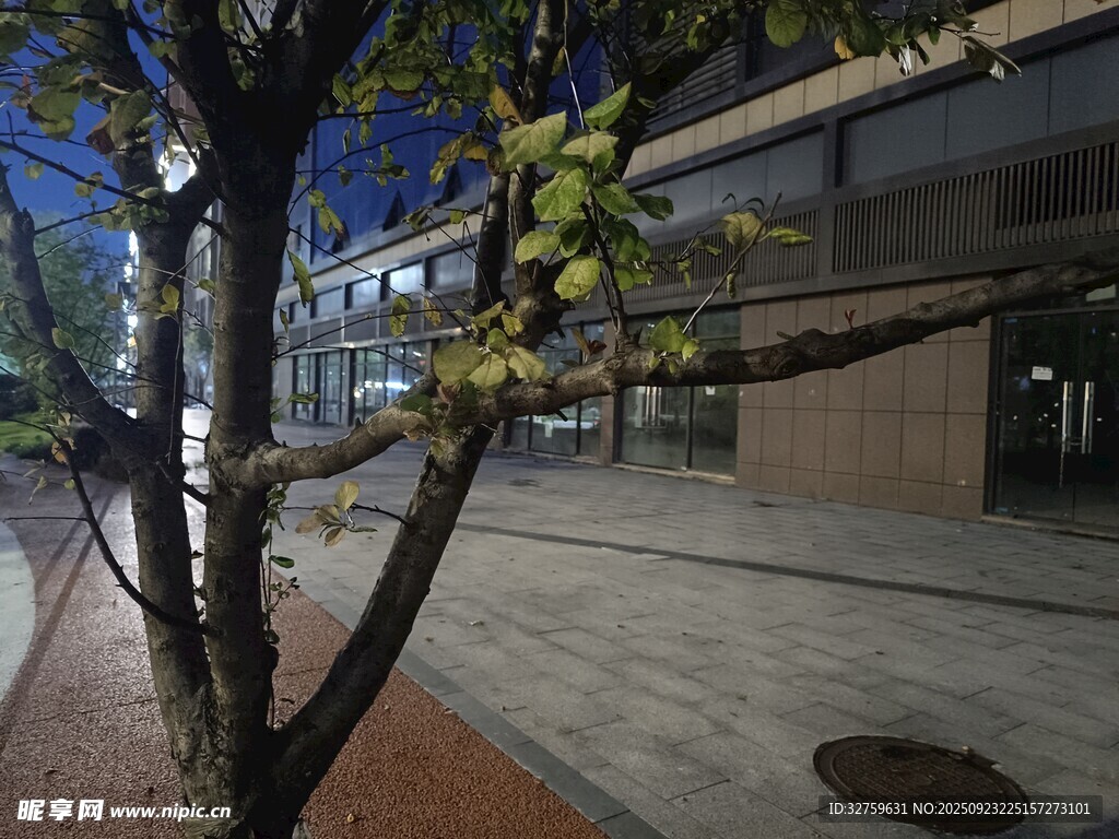 街边树木与现代建筑景观