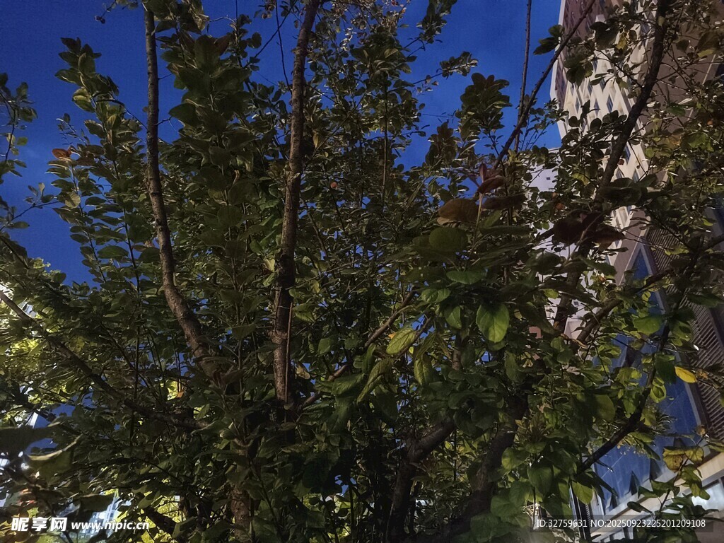 蓝天映衬下的繁茂树木