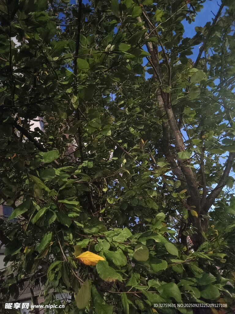 茂密树林中的绿叶与黄果