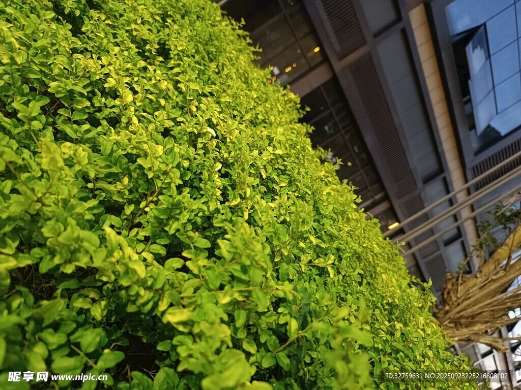 翠绿植物墙