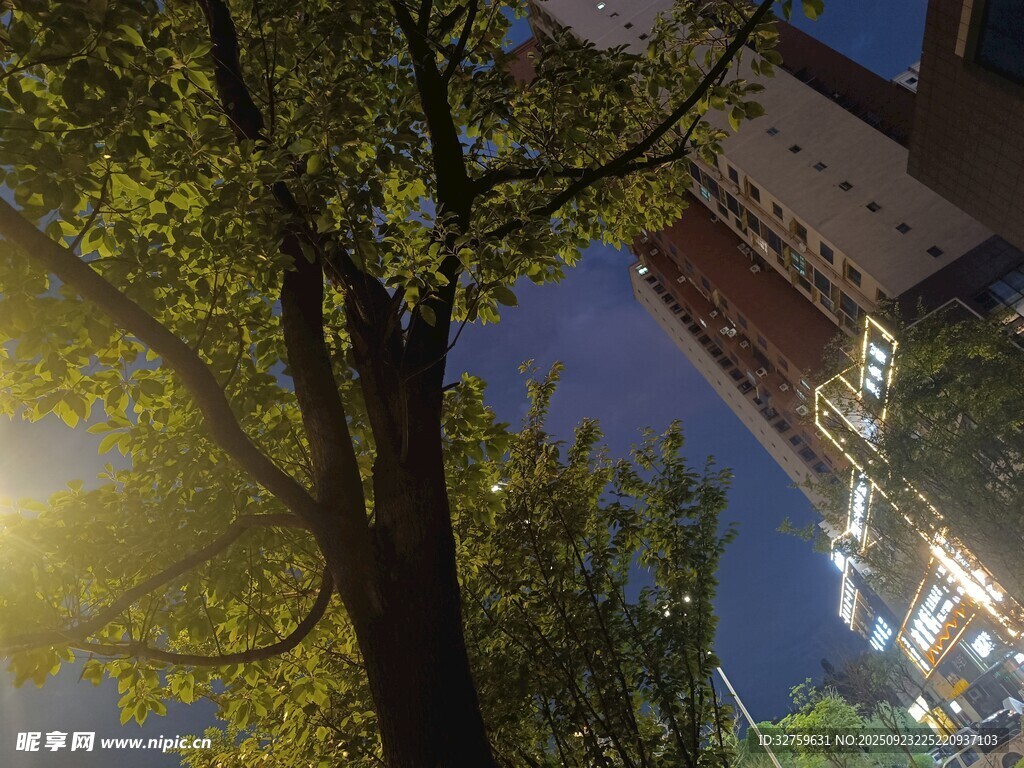 夜幕下的树与城市建筑