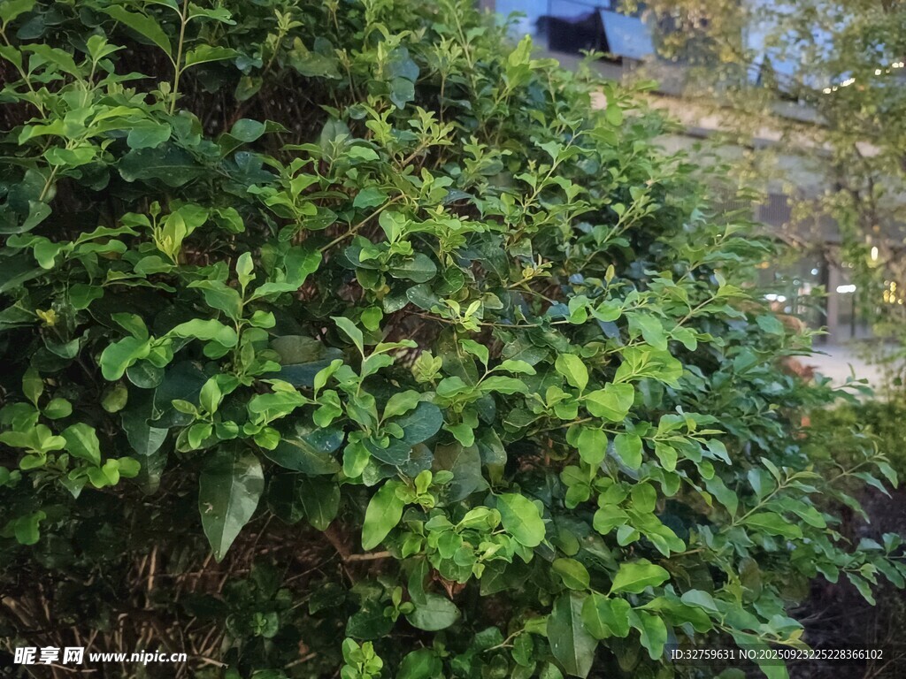 繁茂绿植景观