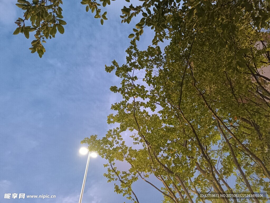 仰观绿树间的明亮路灯