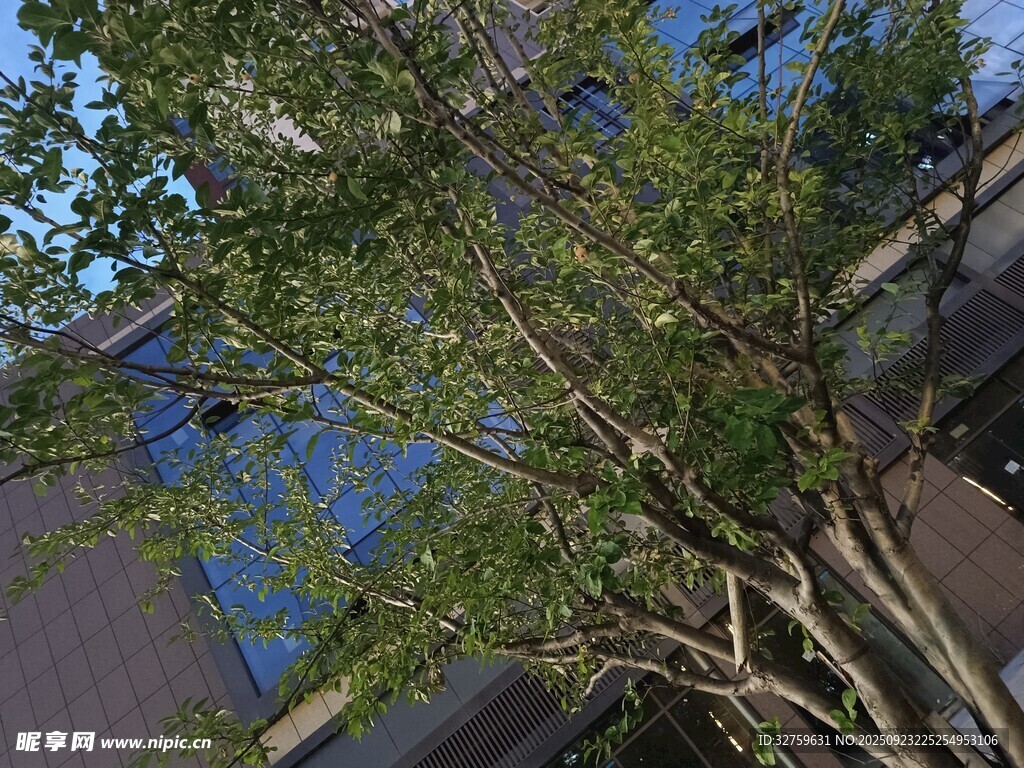 蓝天绿树间的建筑景致