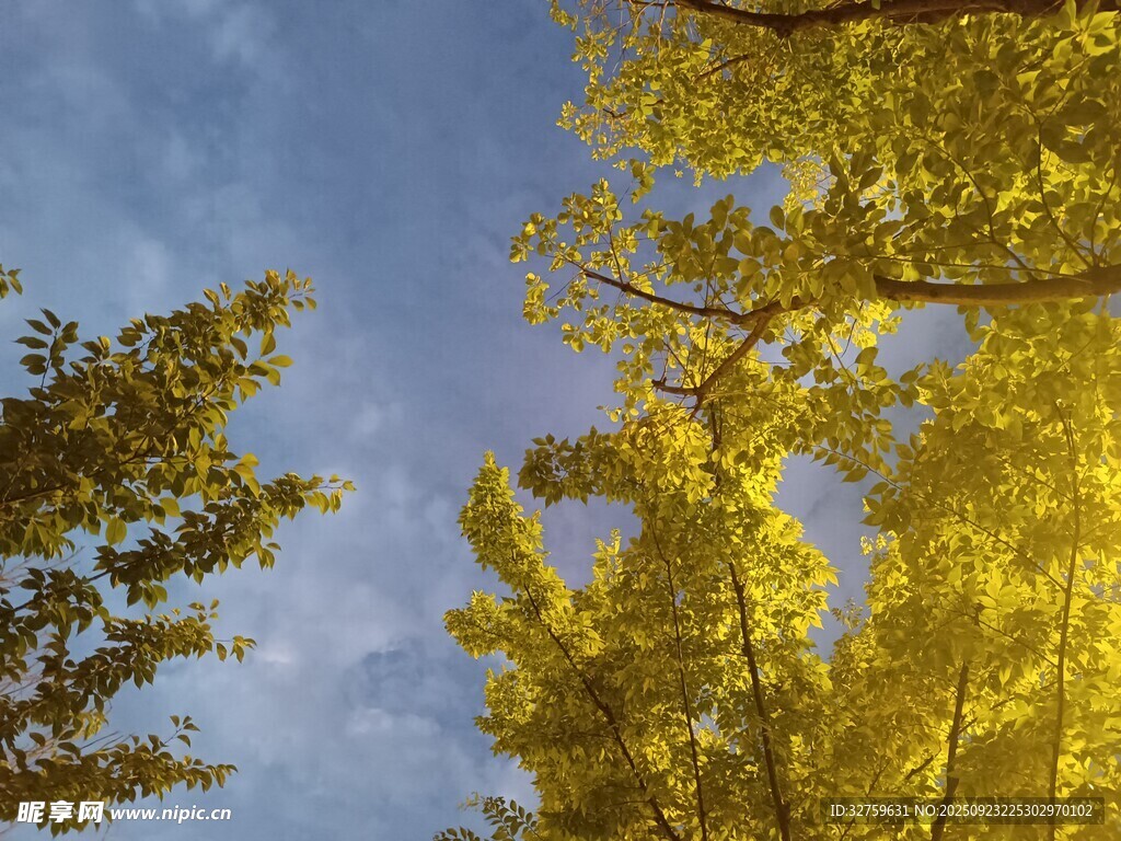 仰望金黄树叶与蓝天