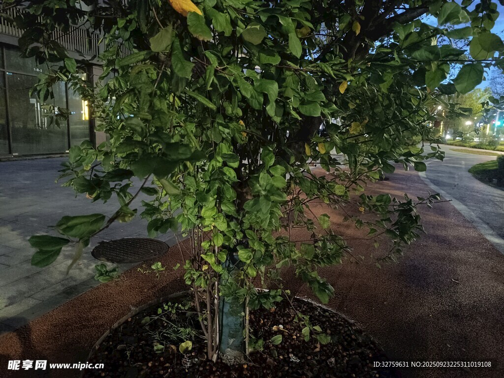 街边绿植盆栽