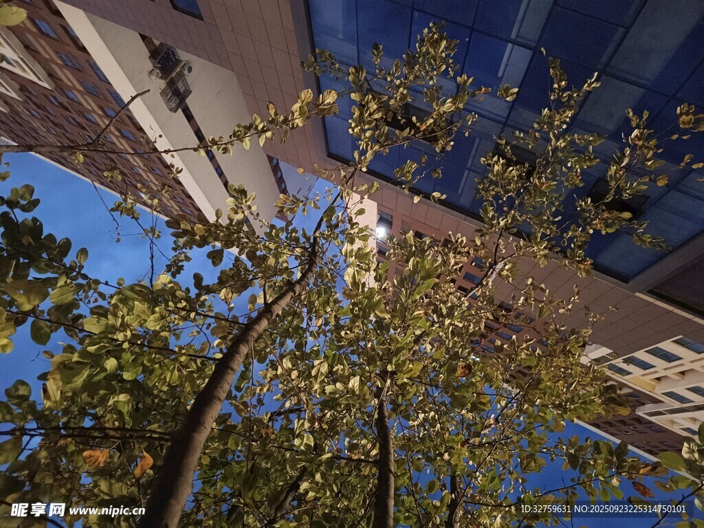 仰视下的树木与现代建筑