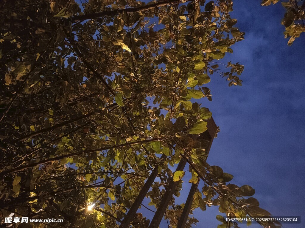 夜幕下的繁茂树木