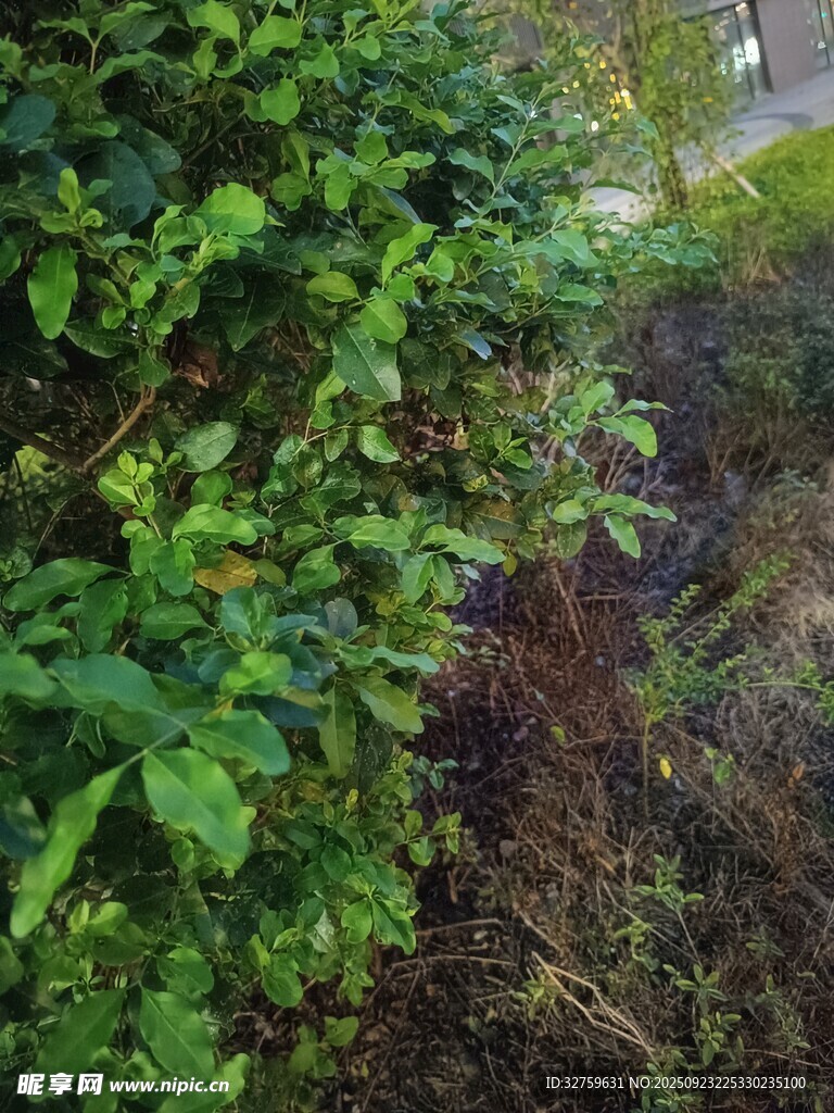 路边繁茂绿植景象