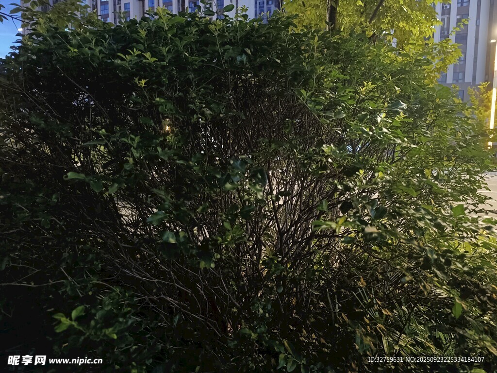 户外繁茂绿植景观