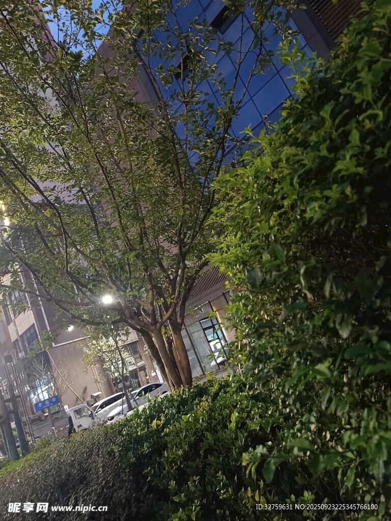 夜晚城市中的绿植景观