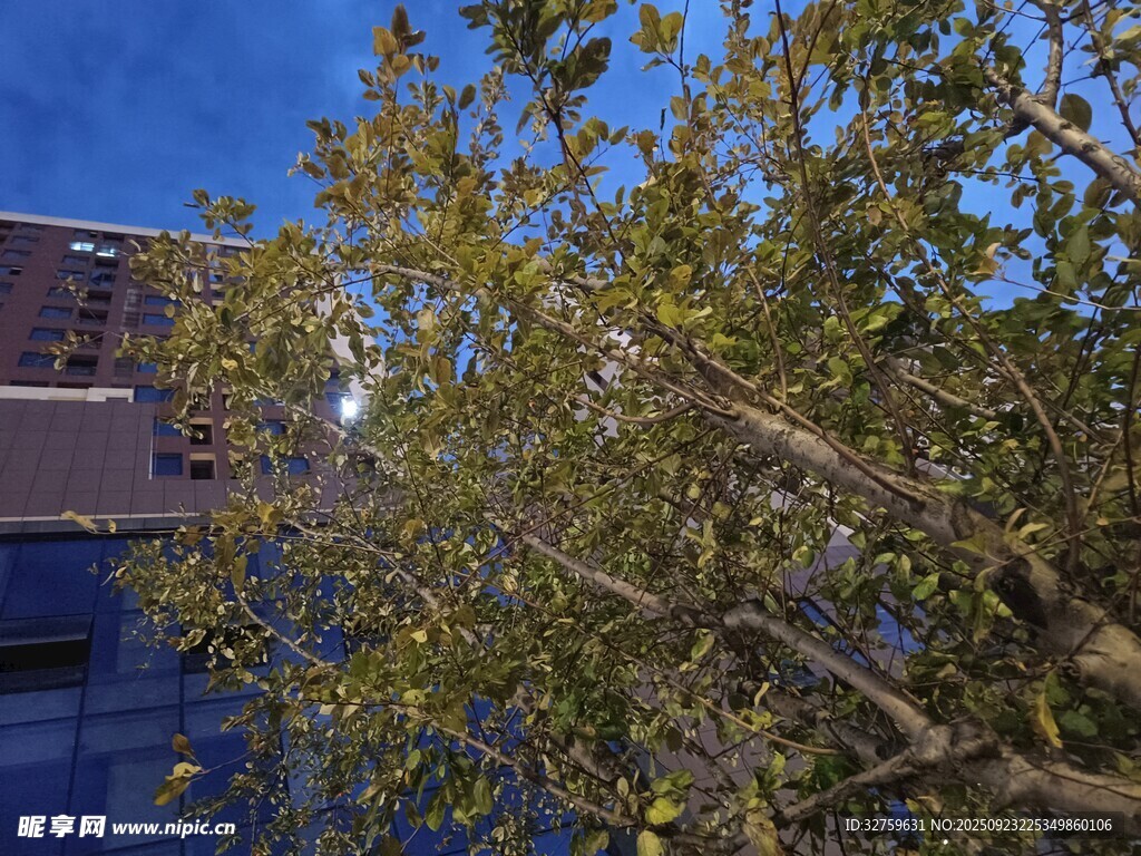 夜幕下的繁茂绿树