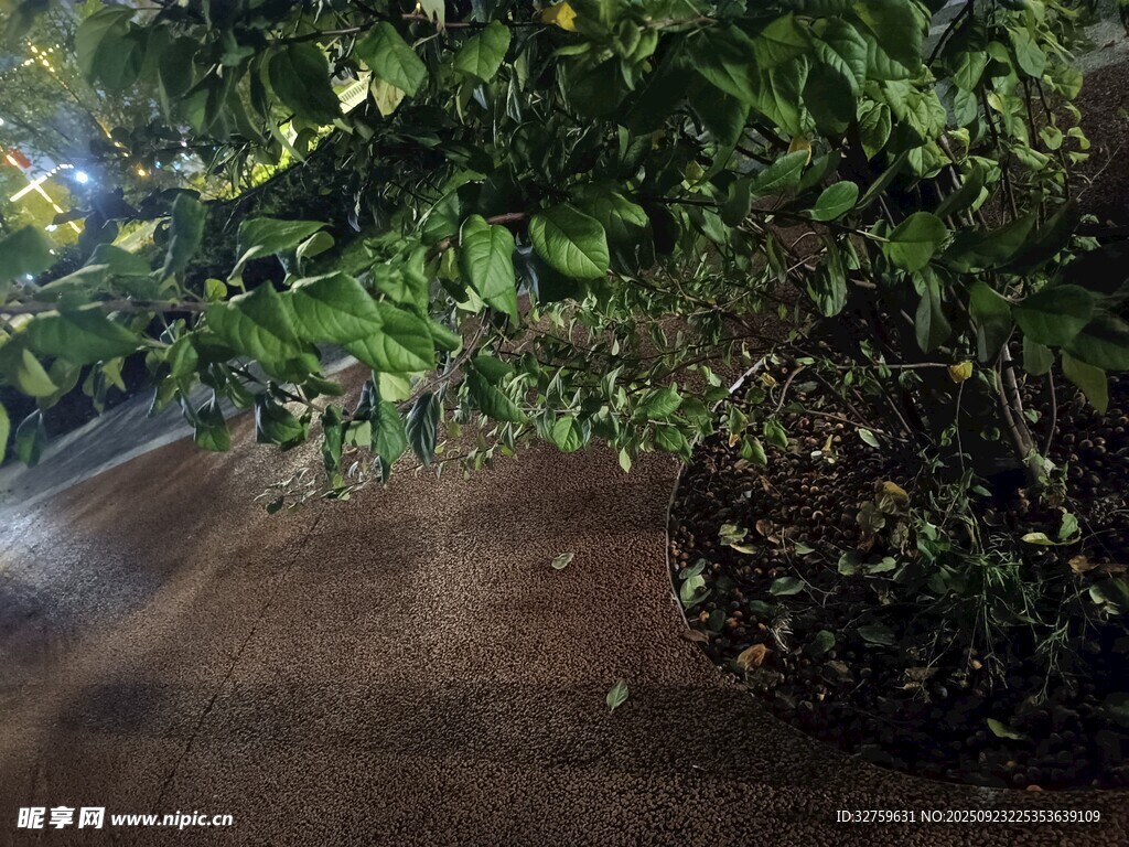 夜晚绿植下的幽静小路