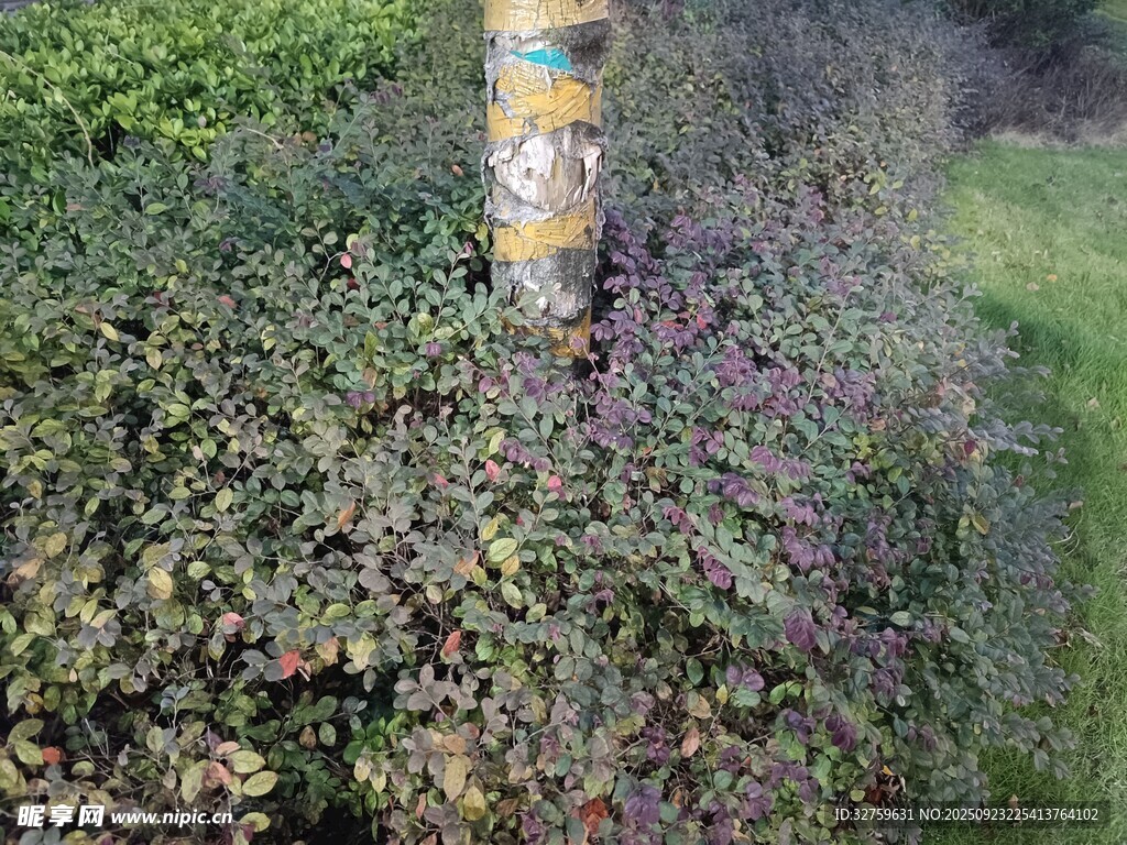 路边绿植中的彩色标识柱