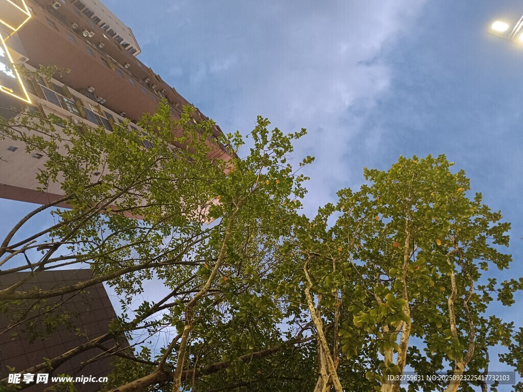 仰视绿树与建筑的天空景象