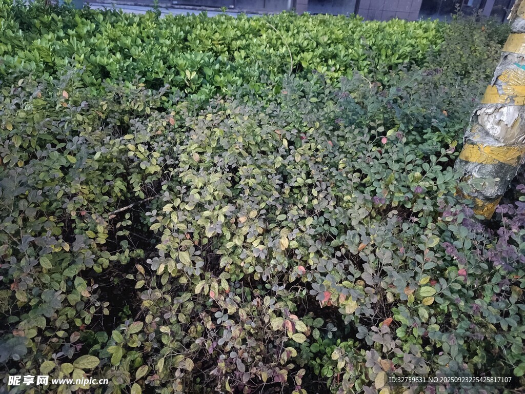 杂草丛生的户外景象