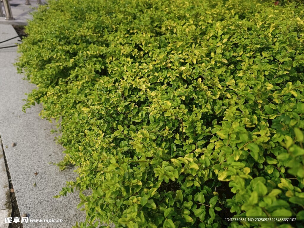 路边翠绿繁茂的低矮植物