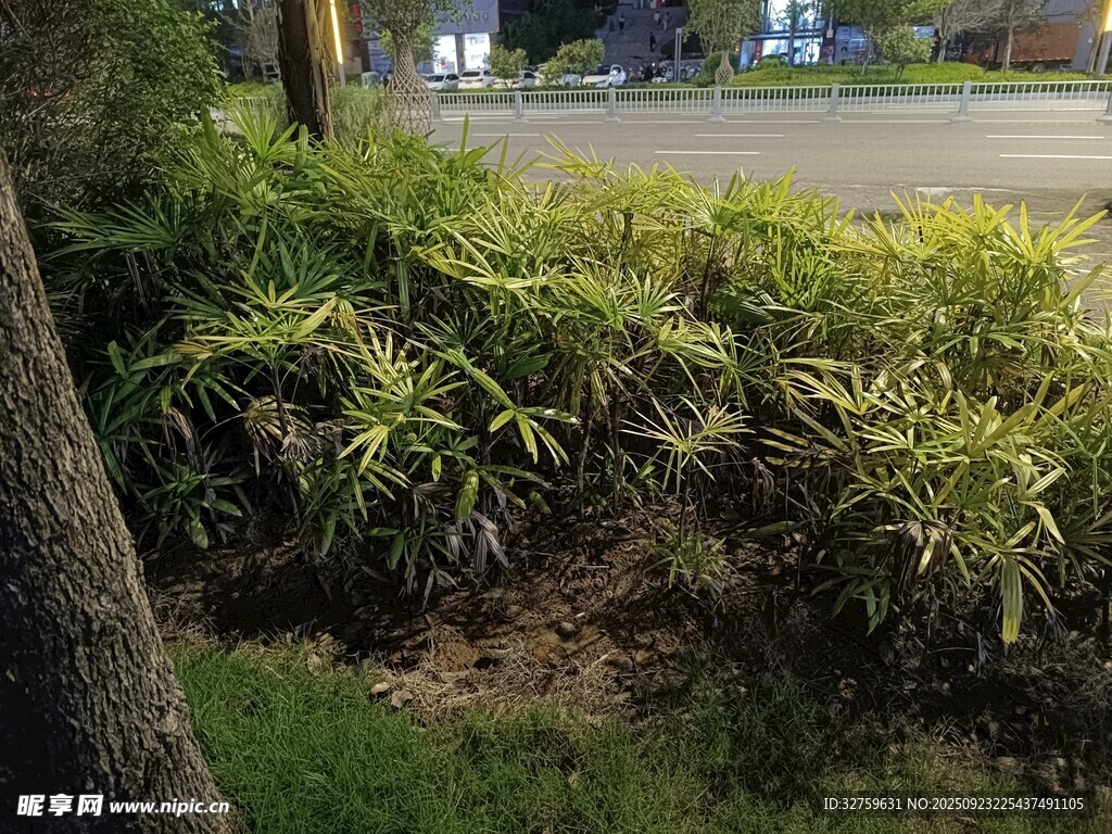 路边绿植景观