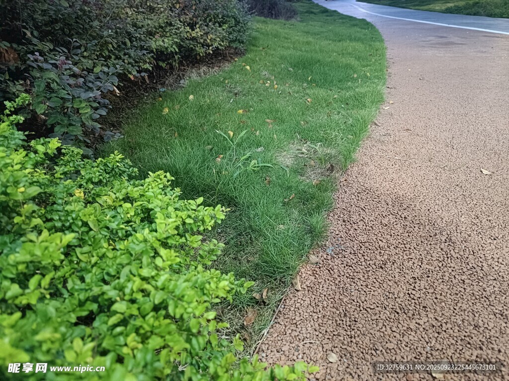 路边绿意盎然的草地与植被