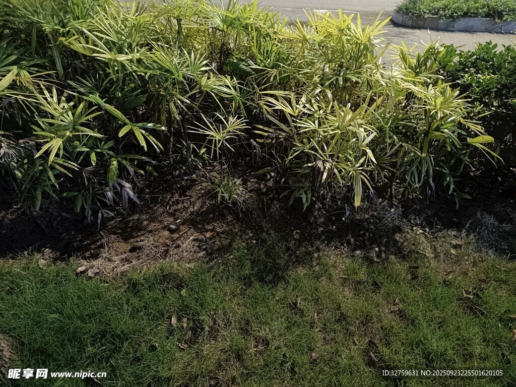 翠绿竹林景观