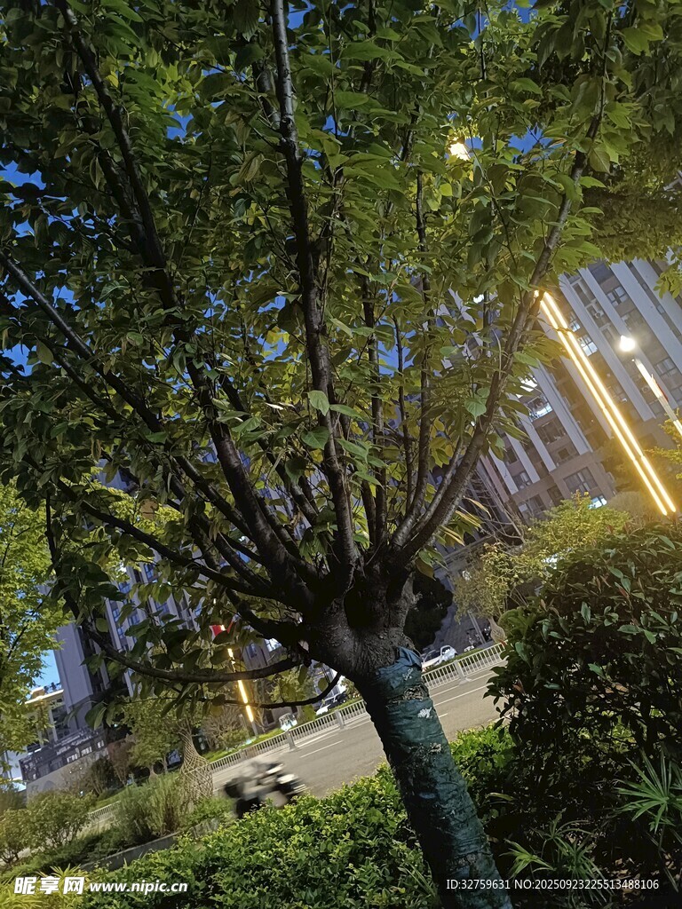 夜晚城市中的繁茂树木