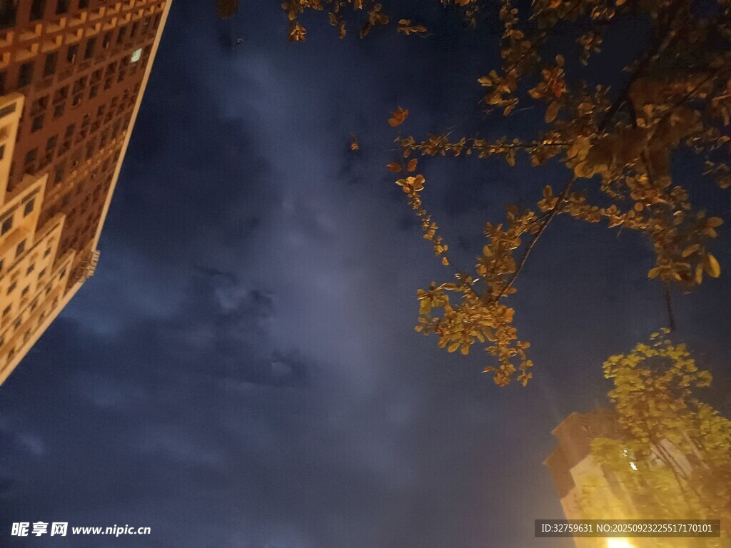 夜幕下的建筑与枝叶