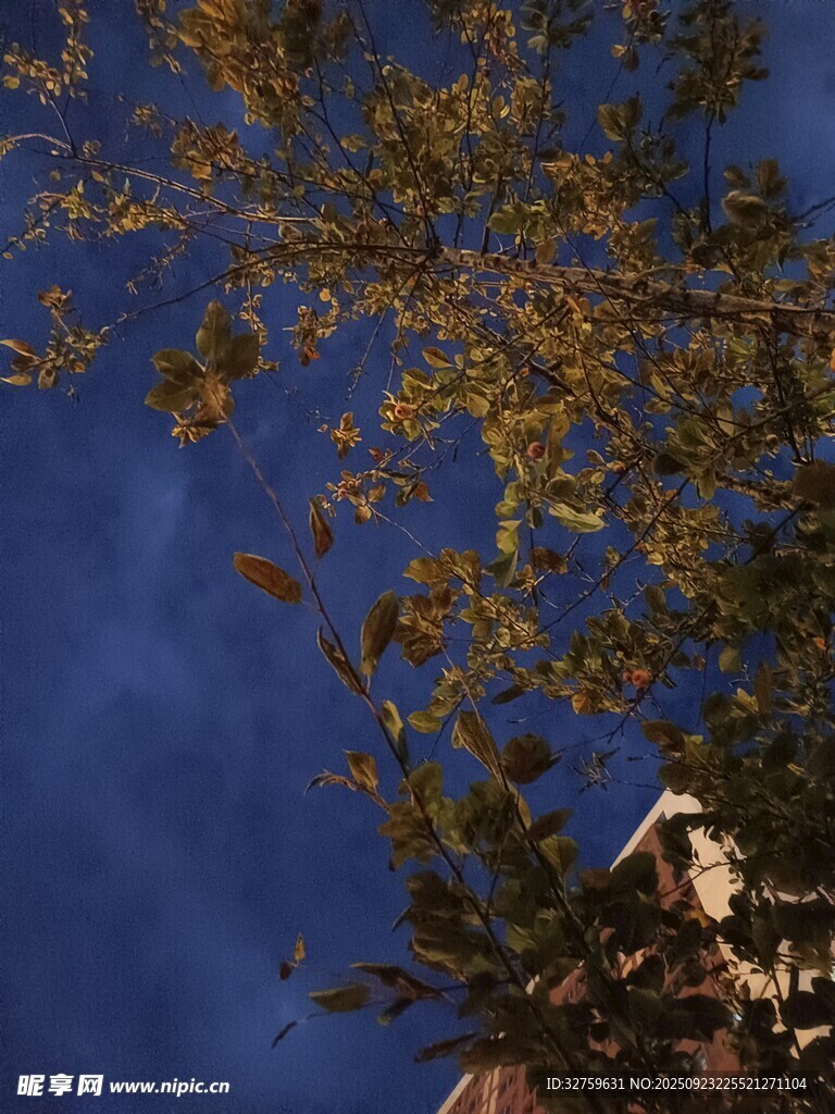 蓝天映衬下的繁茂枝叶