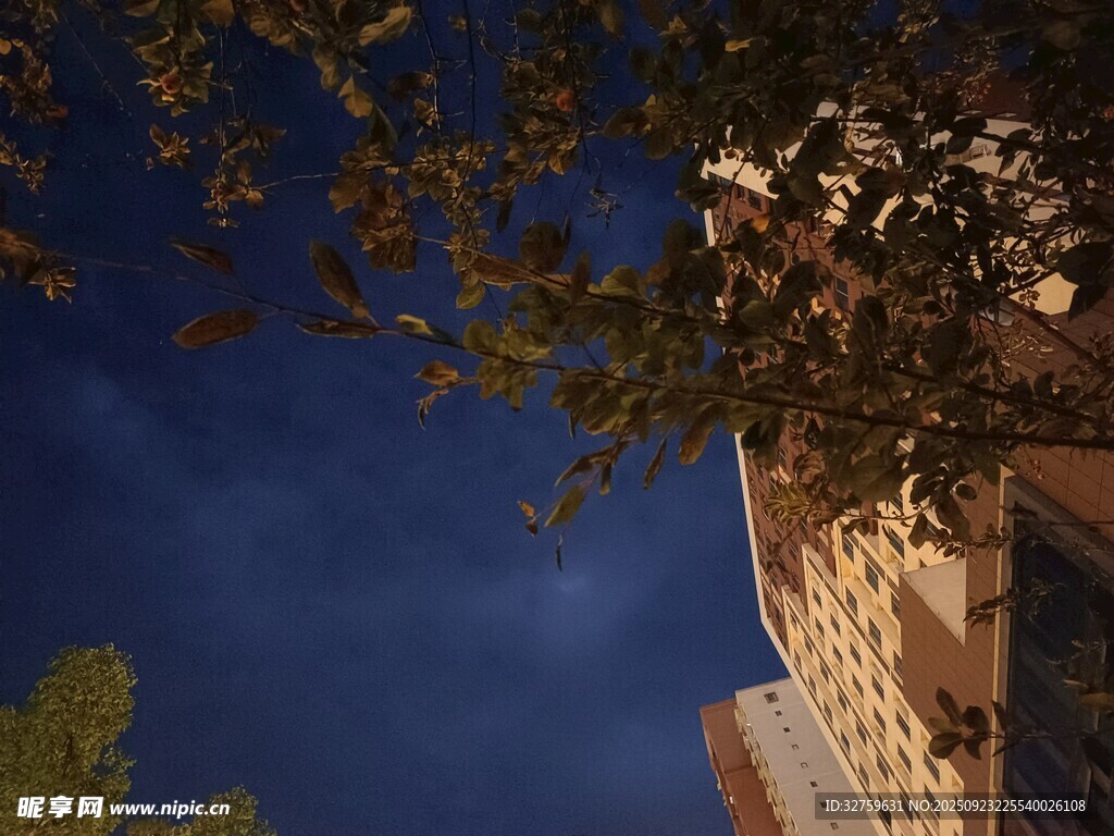 夜幕下的建筑与树梢