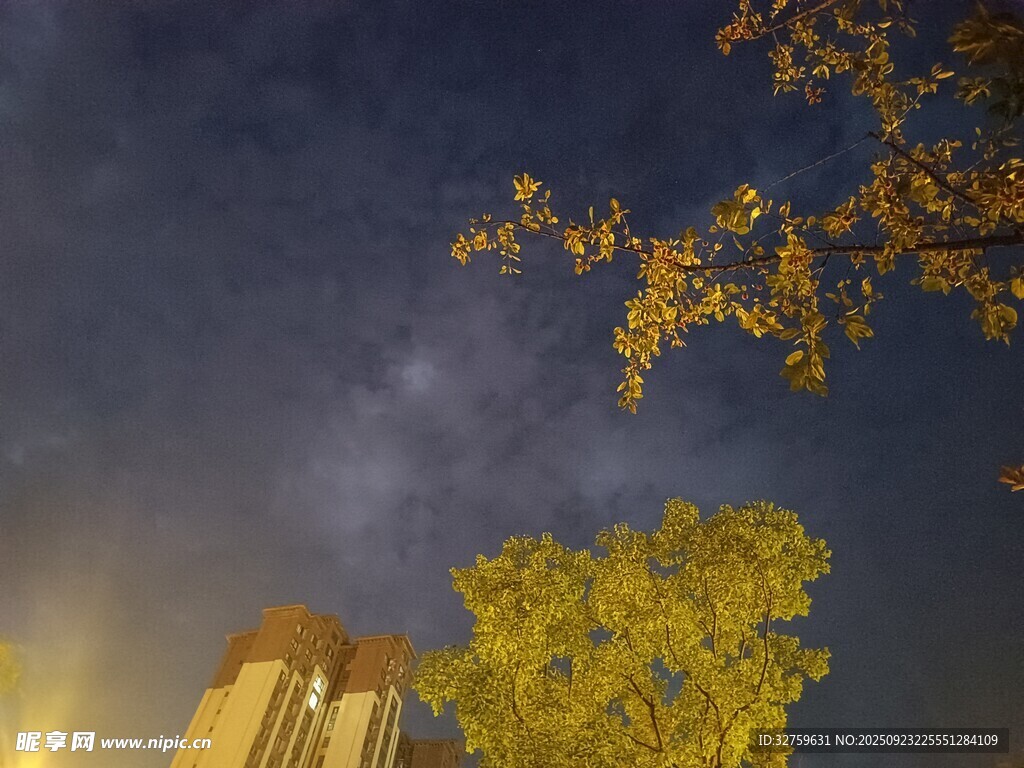 夜空下的树木与建筑物