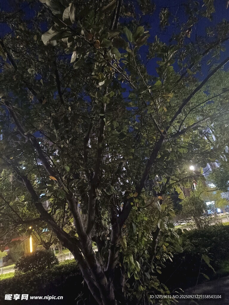 夜晚中的繁茂树木