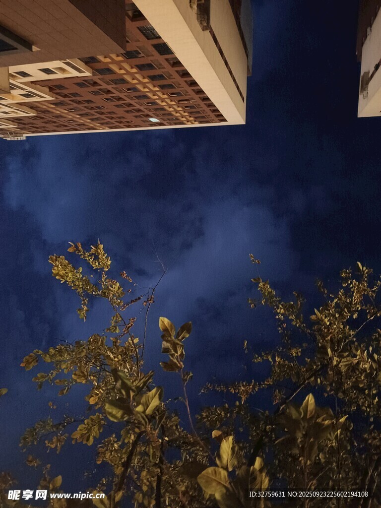 仰望夜空下的建筑与绿植