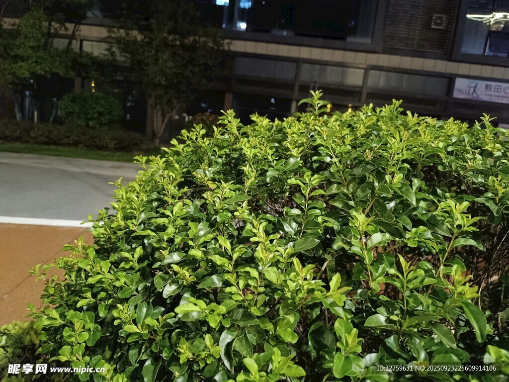 茂盛绿植