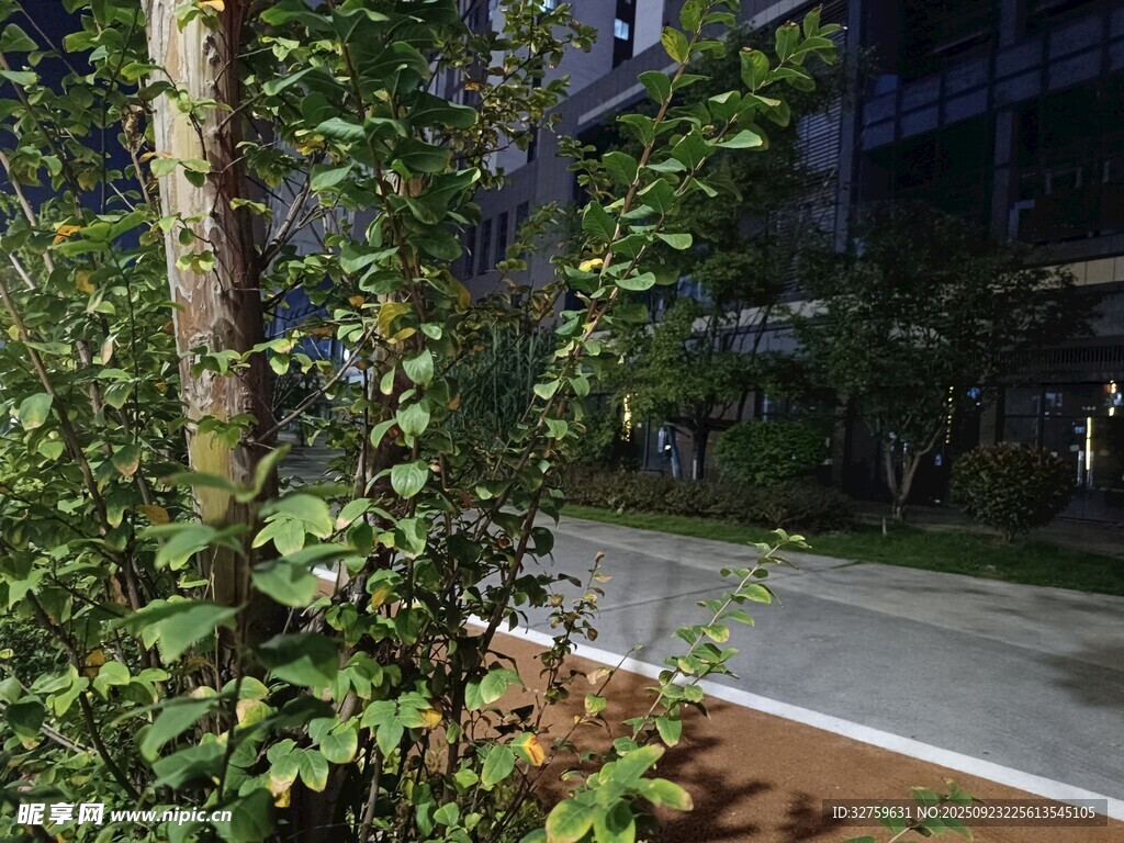 城市中葱郁的绿植景观