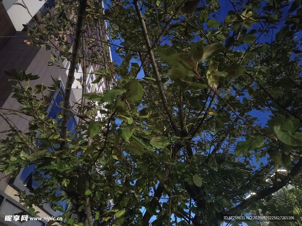 仰视视角下的繁茂绿树