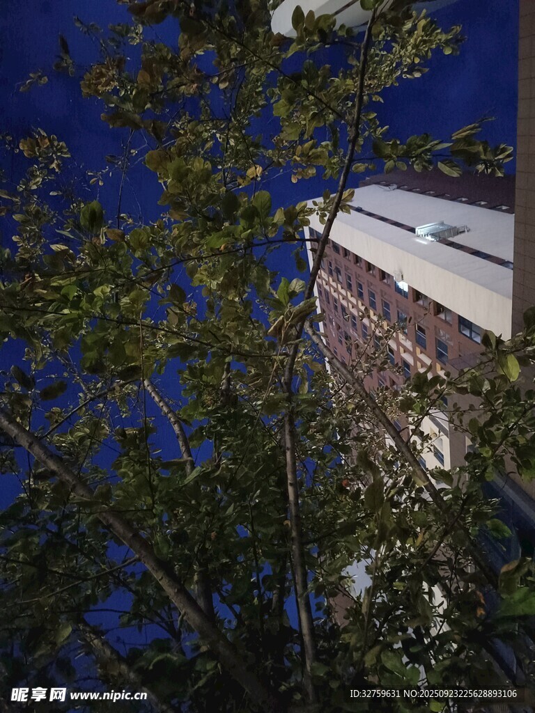 透过枝叶看建筑一角