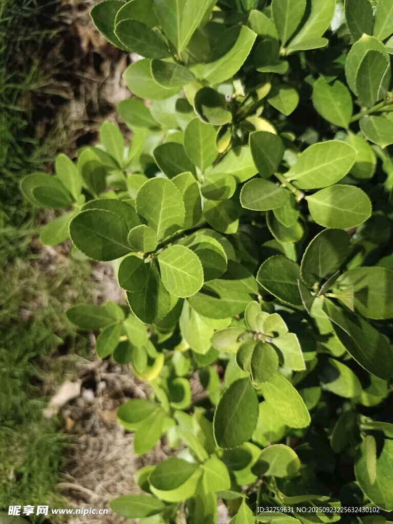 翠绿叶片植物生机勃勃